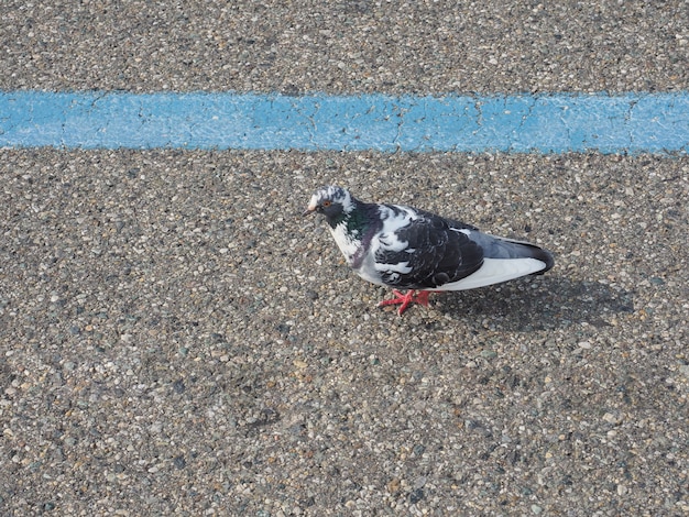 Domestic pigeon animal of class Aves (birds)