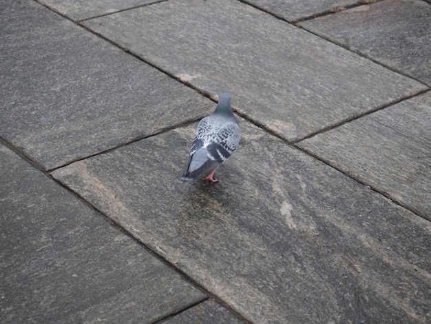 クラスAves鳥の家鳩動物