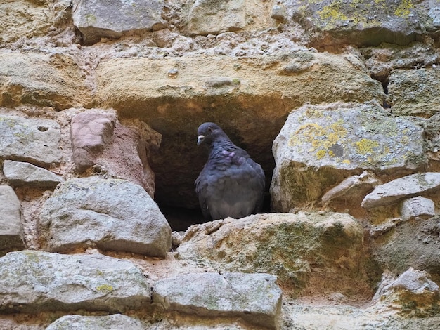 Domestic pigeon animal