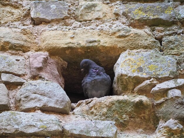 Domestic pigeon animal