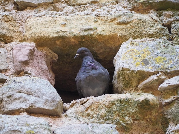 Domestic pigeon animal