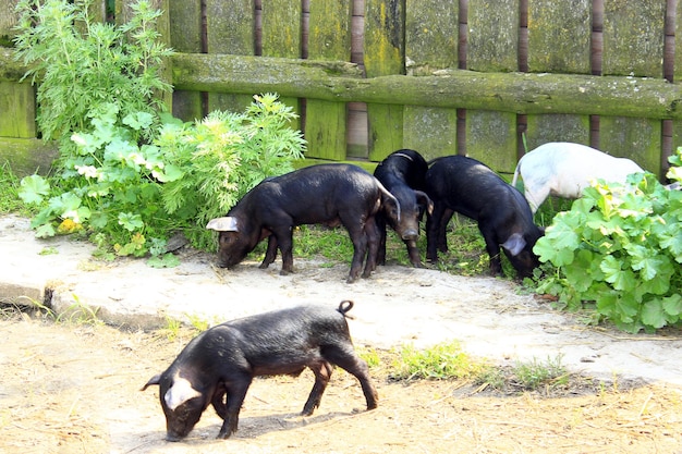 Domestic piglets fun run in the barnyard in the village