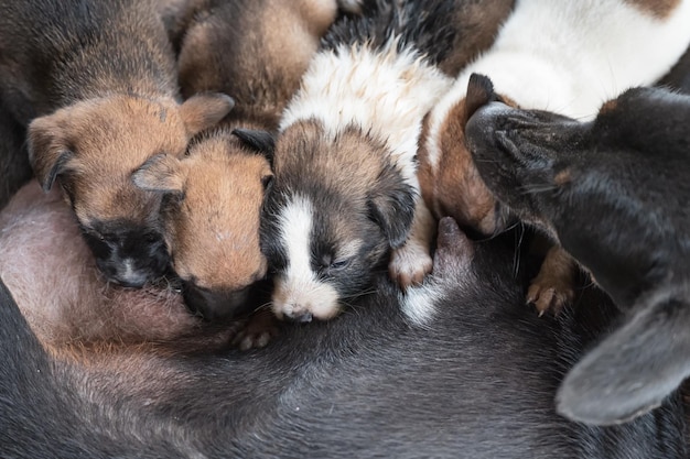 Domestic puppies sucking milk from mother dog