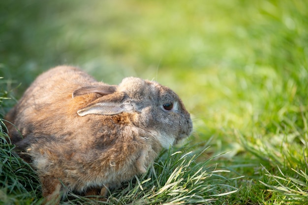 Domestic rabbit or bunny on a green spring meadow in nature cute animal wildlife pet on a farm