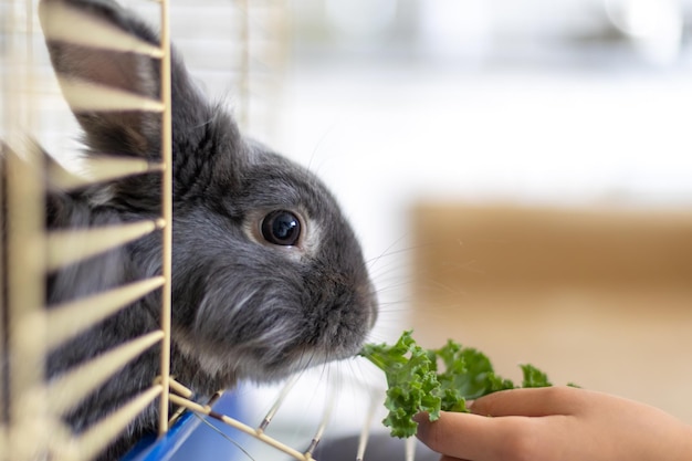 a domestic rabbit eats cabbage pet concept