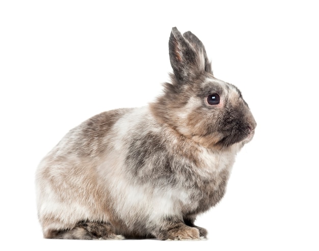 Domestic rabbit sitting isolated on white