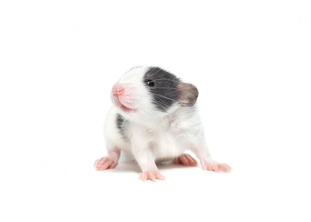 Photo domestic rat on a white background