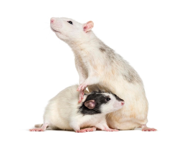 Домашние крысы на белом фоне