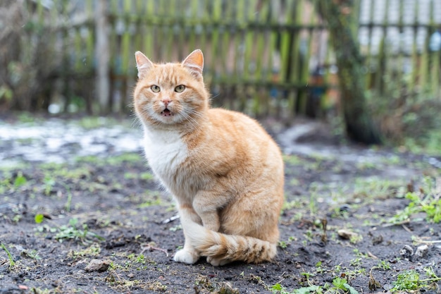 Photo domestic red cat is sitting on the dirty ground in the garden