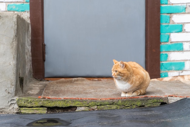 Domestic red cat is sitting on the porch rug of the house