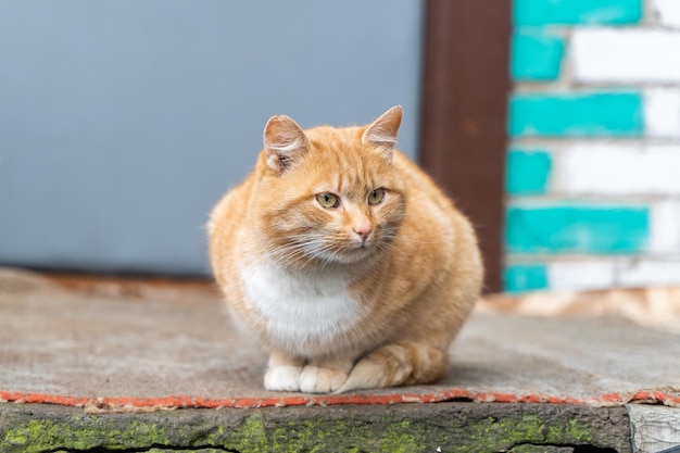 Foto il gatto rosso domestico è seduto sul tappeto del portico della casa