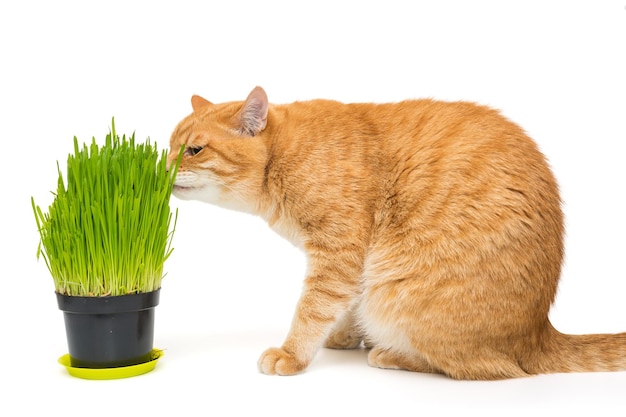 飼いならされた赤猫と猫草の鍋