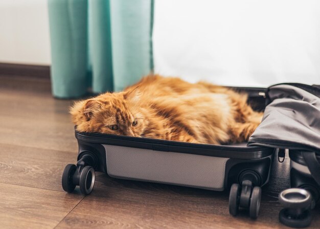 Domestic red cat sits in a suitcase or bag and waits for a trip Cat Laying Inside Travel Luggage