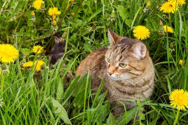 A domestic red cat walks on the grass.