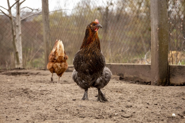 Domestic red chickens in nature