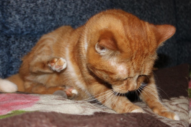사진 국내 레드 태비 고양이 (red tabby cat)