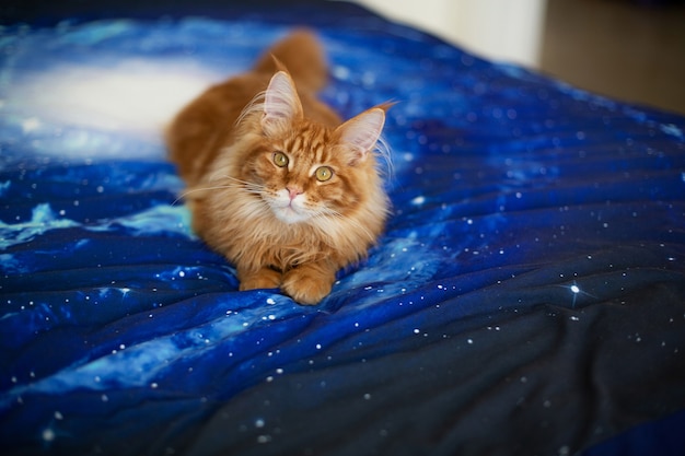 Domestic red tabby maine coon kitten sitting on the bed. Space for text