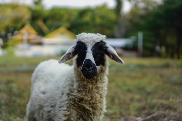 Фото Домашние овцы ovis aries — это четвероногие жвачные млекопитающие, которых обычно содержат в качестве домашнего скота.