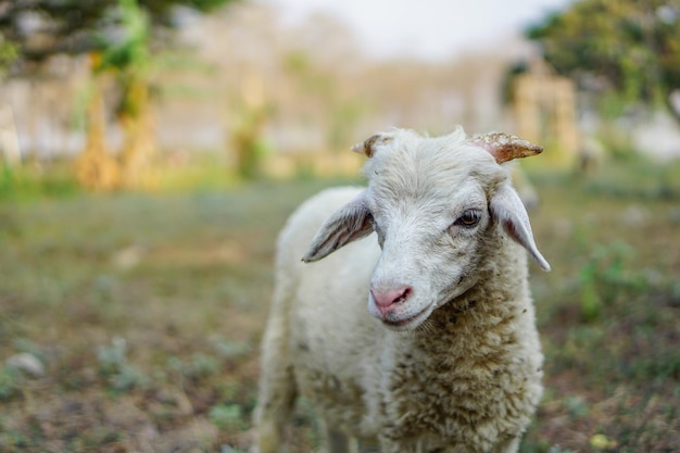 Домашние овцы Ovis aries — это четвероногие жвачные млекопитающие, которых обычно содержат в качестве домашнего скота.