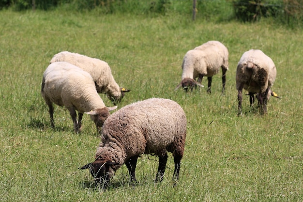 Domestic Sheep