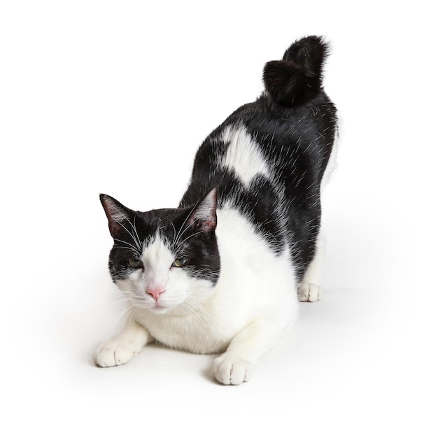 Domestic Shorthair Cat Raising Behind in Air