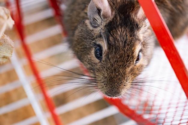 Domestic squirrel degu in wheel