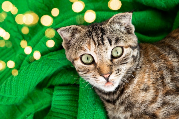 Domestic striped cat lies on a green blanket top view Closeup portrait of a pet with green eyes