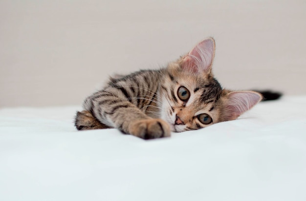 Domestic striped gray cat sleeps on bed A kitten in home interior Image for veterinary clinics websites about cats World Cat Day beautiful gray cat is lying on owners bed comfortably ensconced