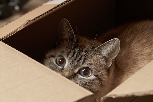 domestic tabby cat hiding at paper box. domestic playful pet