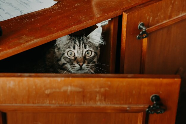 Domestic tabby cat peeking out of a wooden cabinet