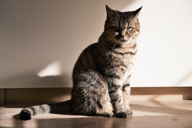 国内のぶち灰色の猫は、朝の太陽光線で屋内の木の床に座っています屋内でペット