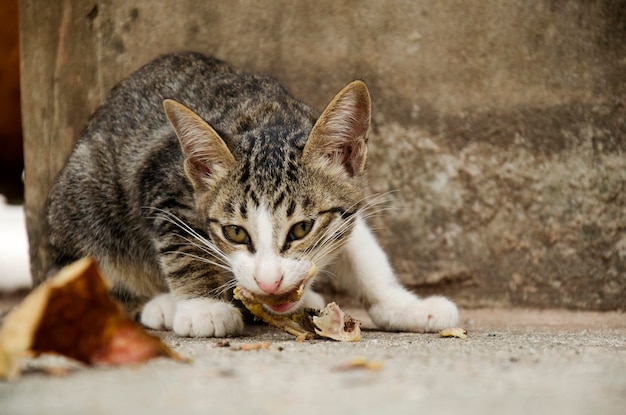 写真 屋外の床で食べ物を食べる国内のタイの猫