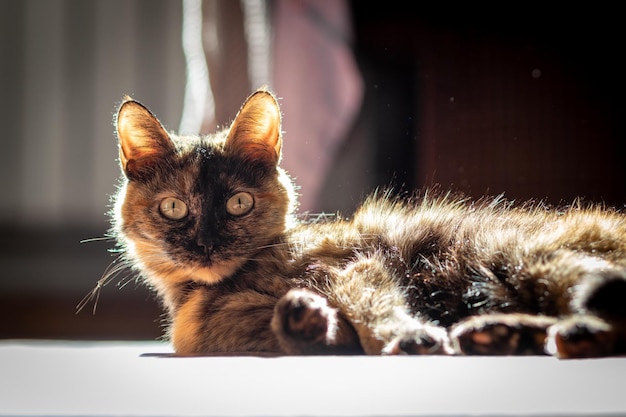 床の選択的な焦点に横たわっている国内のべっ甲茶色の猫