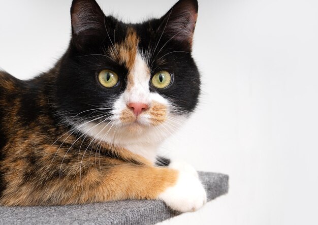 A domestic tricolor cat sits on a cat scratching post