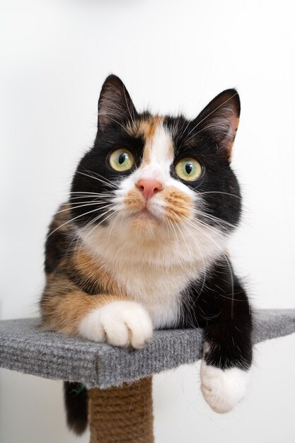 A domestic tricolor cat sits on a cat scratching post