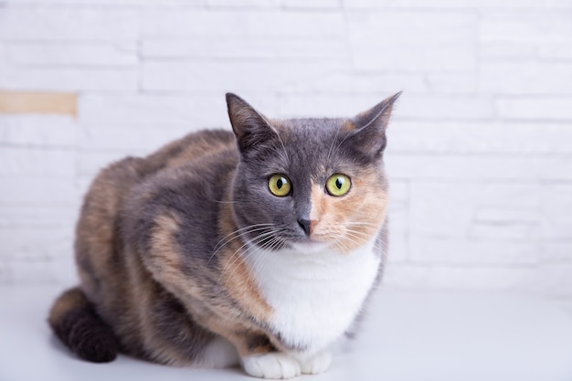 Domestic tricolor cat with yellow-green eyes against a white wall.