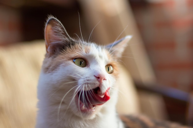 Photo domestic tricolor cat with yellow-green eyes sits indoors, licks (shows tongue) and looking away. close-up, selective focus.