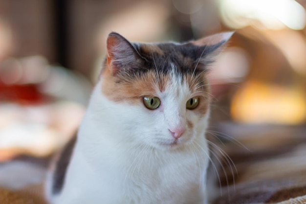 Domestic tricolor cat with yellow-green eyes sits indoors and looking away. Close-up, selective focus.