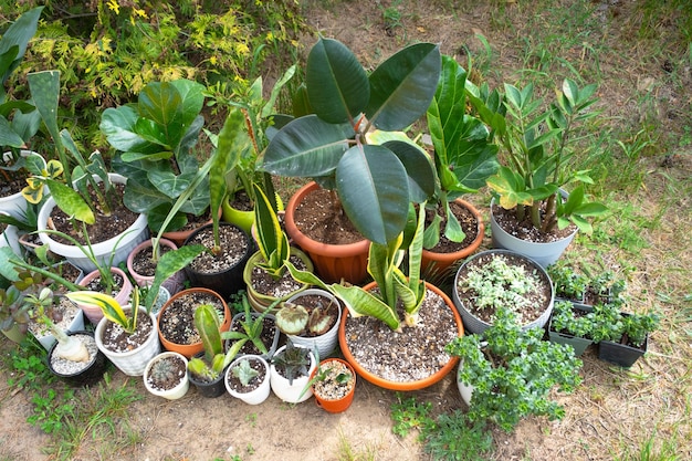 Domestic tropical plants are a group walking outside in the summer to accelerate growth Walking home plants in pots in the garden