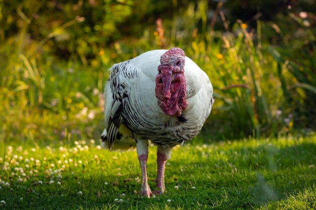 Domestic turkey close-up on a green meadow..