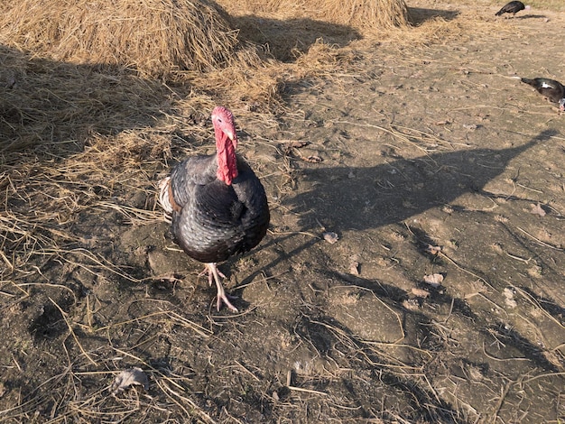 田んぼの国産七面鳥