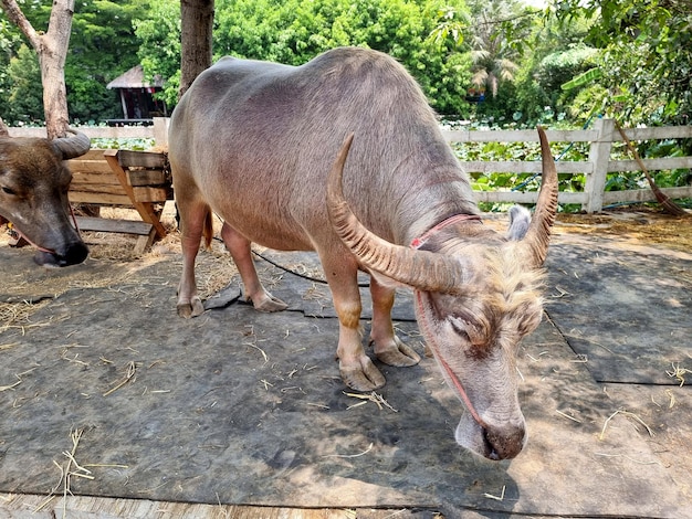 国産水牛 アジア水牛の屋台