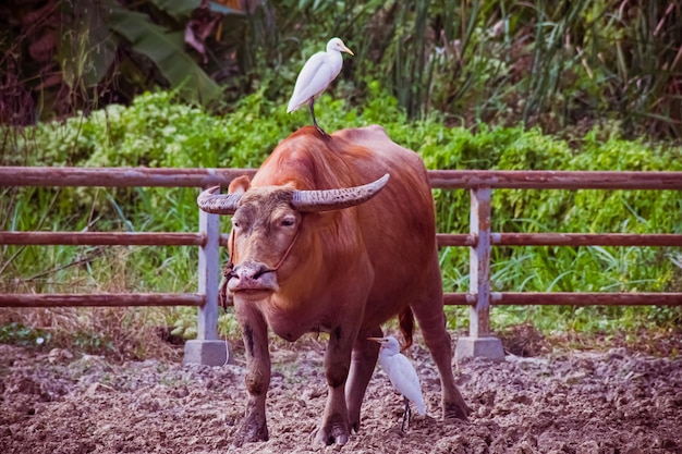 Домашний буйвол с большой белой цаплей стоит на буйволе