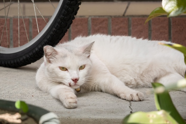 사진 국내 흰 고양이는 도시의 야외에서 땅에서 잠을 잔다