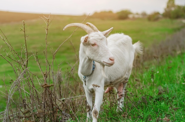 Foto una capra bianca domestica pascola su un pascolo verde