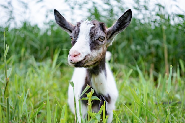 Domestic white and gray goat standing on leash in pasture