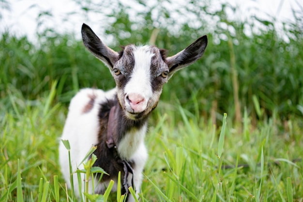 Domestic white and gray goat standing on leash in pasture