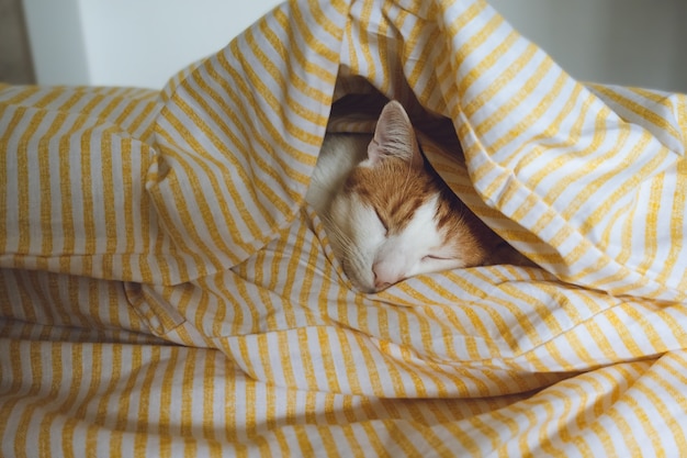 Gatto soriano arancione giovane domestico che dorme nel letto