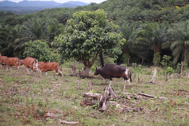 Photo domesticated cattle ox cow bull banteng sapi bos javanicus eating grass on field organic beef farm