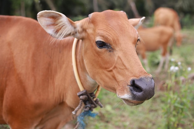 Photo domesticated cattle ox cow bull banteng sapi bos javanicus eating grass on field organic beef farm